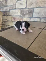 Panda, a male Boston Terrier for sale in Buffalo, MO – 1 of 8