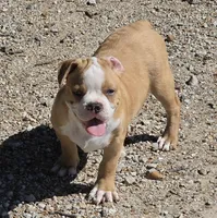 Tiny, a male Frenchton for sale in Buffalo, MO – 3 of 8