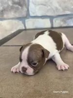 Sugar, a female Boston Terrier for sale in Buffalo, MO – 4 of 6