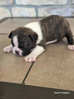 1, a female Boston Terrier for sale in Buffalo, MO – 6 of 8