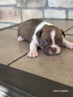 4, a female Boston Terrier for sale in Buffalo, MO – 4 of 6