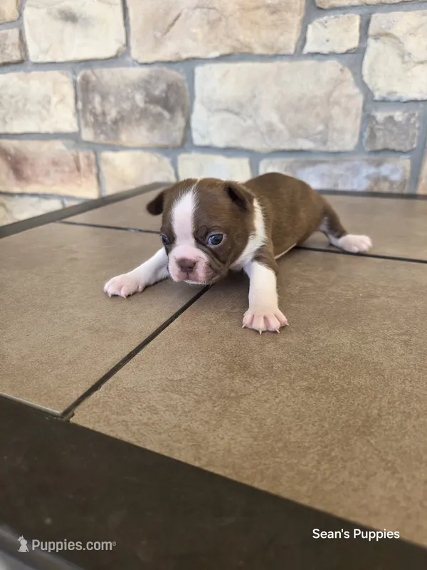 Sprinkle – Boston Terrier puppy for sale in Buffalo, MO