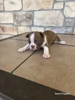 Sprinkle, a male Boston Terrier for sale in Buffalo, MO – 1 of 4