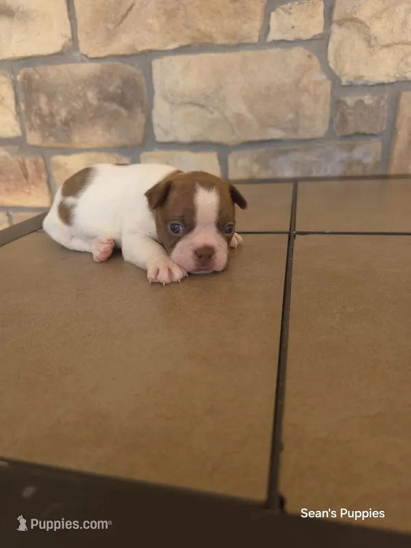 Spanky – Boston Terrier puppy for sale in Buffalo, MO