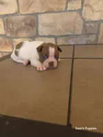 Spanky, a male Boston Terrier for sale in Buffalo, MO – 1 of 1