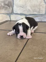 Panda, a male Boston Terrier for sale in Buffalo, MO – 4 of 8