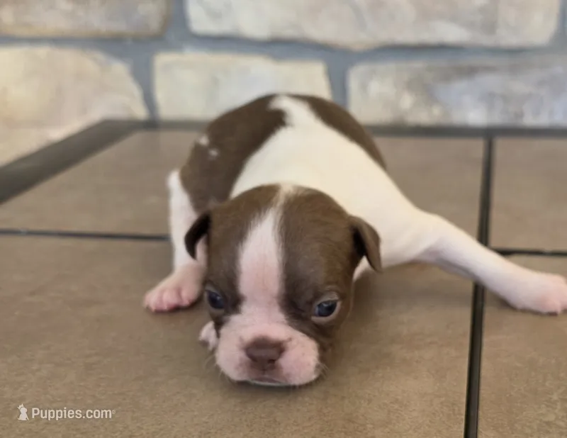 Sugar – Boston Terrier puppy for sale in Buffalo, MO