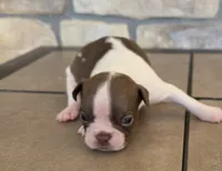 Sugar, a female Boston Terrier for sale in Buffalo, MO – 1 of 6