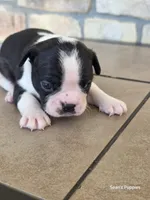 Panda, a male Boston Terrier for sale in Buffalo, MO – 6 of 8