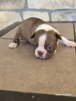 Sprinkle, a male Boston Terrier for sale in Buffalo, MO – 4 of 4