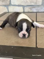 1, a female Boston Terrier for sale in Buffalo, MO – 8 of 8