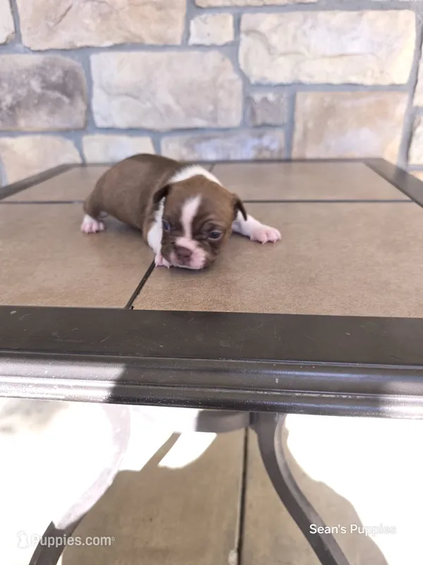 4 – Boston Terrier puppy for sale in Buffalo, MO