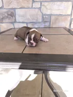4, a female Boston Terrier for sale in Buffalo, MO – 1 of 6