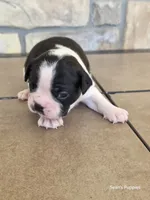 Panda, a male Boston Terrier for sale in Buffalo, MO – 3 of 8