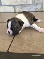1, a female Boston Terrier for sale in Buffalo, MO – 2 of 8