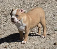 Tiny, a male Frenchton for sale in Buffalo, MO – 5 of 8