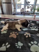 Pink, a female Pekingese for sale in Donna, TX – Photo 2 of 2