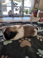 Pink, a female Pekingese for sale in Donna, TX – Photo 1 of 2