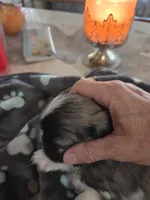 Tinker, a male Pekingese for sale in Donna, TX – Photo 1 of 2