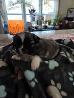 Tinker, a male Pekingese for sale in Donna, TX – Photo 2 of 2