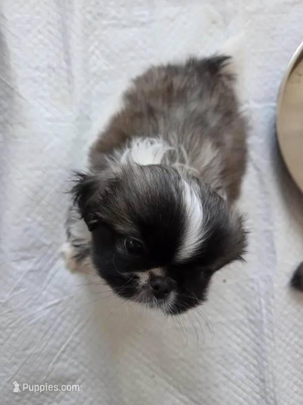 Tinker – Pekingese puppy for sale in Donna, TX