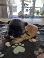 Pepper, a male Pekingese for sale in Donna, TX – Photo 2 of 2