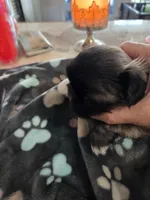 Poncho, a male Pekingese for sale in Donna, TX – Photo 2 of 2