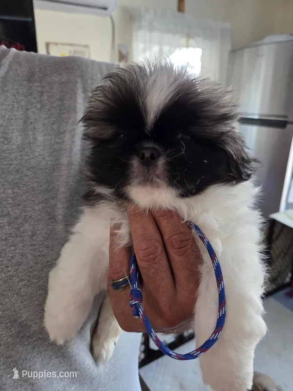 Bingo – Pekingese puppy on hold in Donna, TX
