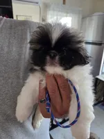 Bingo, a male Pekingese for sale in Donna, TX – Photo 1 of 2