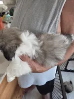 Bingo, a male Pekingese for sale in Donna, TX – Photo 2 of 2