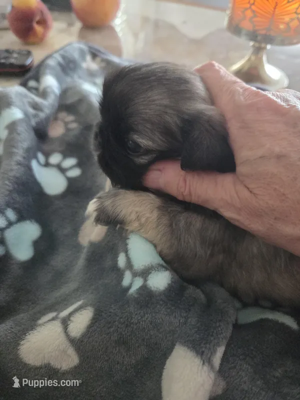 Nubby – Pekingese puppy for sale in Donna, TX