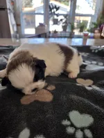 Panda, a male Pekingese for sale in Donna, TX – Photo 1 of 3