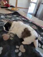 Panda, a male Pekingese for sale in Donna, TX – Photo 3 of 3