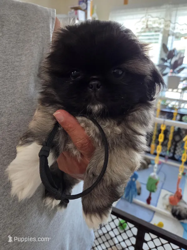 Harvey – Pekingese puppy for sale in Donna, TX