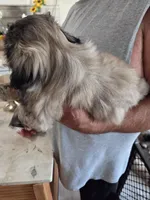 Harvey, a male Pekingese for sale in Donna, TX – Photo 2 of 2