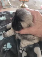 Gotee, a male Pekingese for sale in Donna, TX – Photo 2 of 2