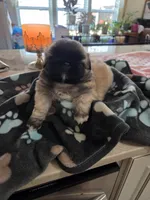 Gotee, a male Pekingese for sale in Donna, TX – Photo 1 of 2