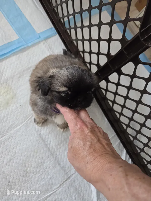 Lil brownie – Pekingese puppy for sale in Donna, TX
