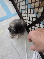 Lil brownie, a male Pekingese for sale in Donna, TX – Photo 3 of 4