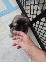 Lil brownie, a male Pekingese for sale in Donna, TX – Photo 2 of 4