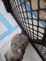 Lil brownie, a male Pekingese for sale in Donna, TX – Photo 4 of 4