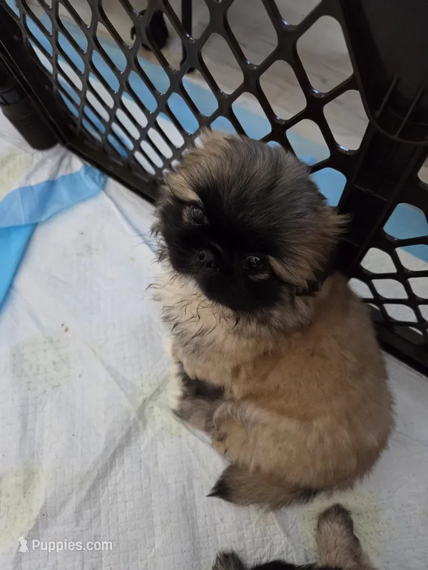Tippy – Pekingese puppy for sale in Donna, TX