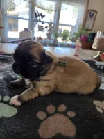 Tippy, a male Pekingese for sale in Donna, TX – Photo 1 of 2