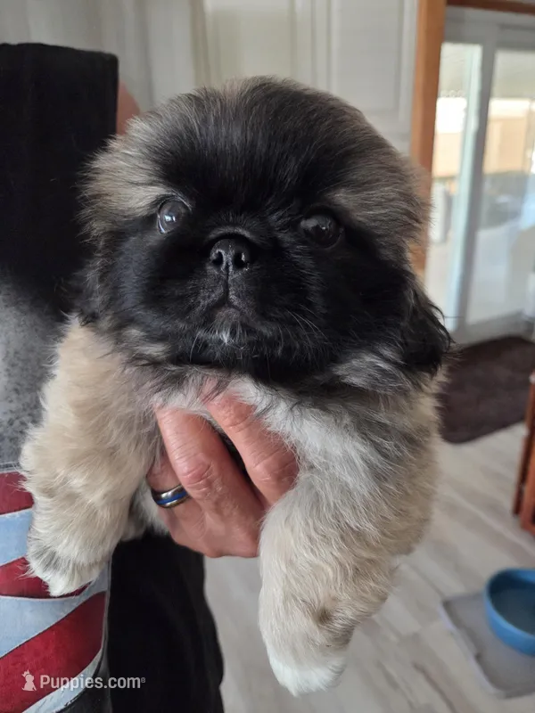 Logan  – Pekingese puppy on hold in Donna, TX