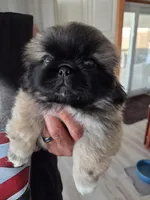 Logan , a male Pekingese for sale in Donna, TX – Photo 1 of 2