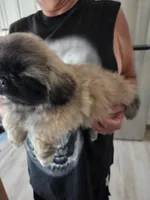 Logan , a male Pekingese for sale in Donna, TX – Photo 2 of 2