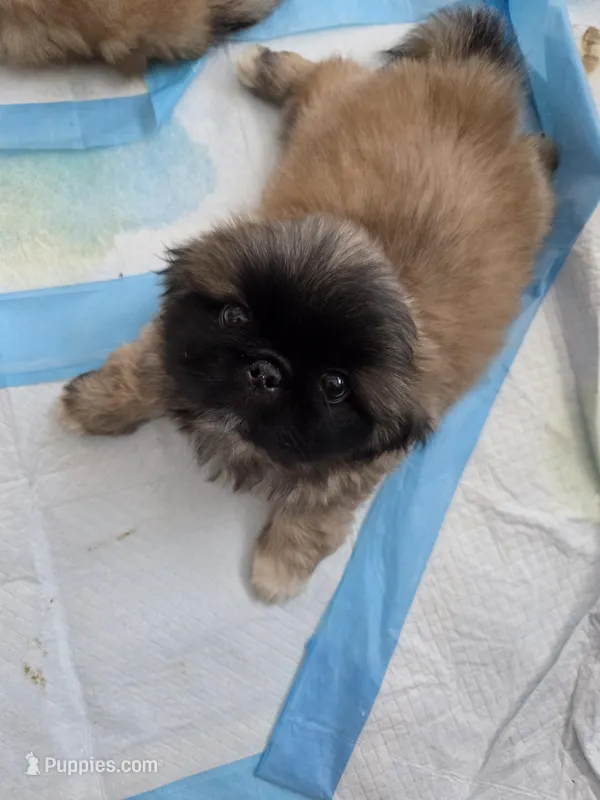 Punkin – Pekingese puppy on hold in Donna, TX
