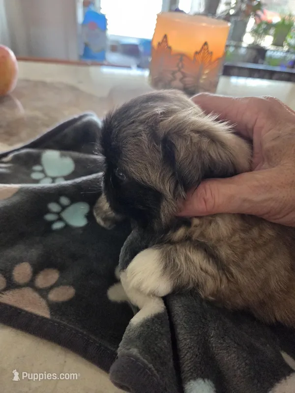 Punkin – Pekingese puppy for sale in Donna, TX