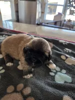 Punkin, a male Pekingese for sale in Donna, TX – Photo 1 of 2