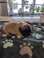 Punkin, a male Pekingese for sale in Donna, TX – Photo 2 of 2